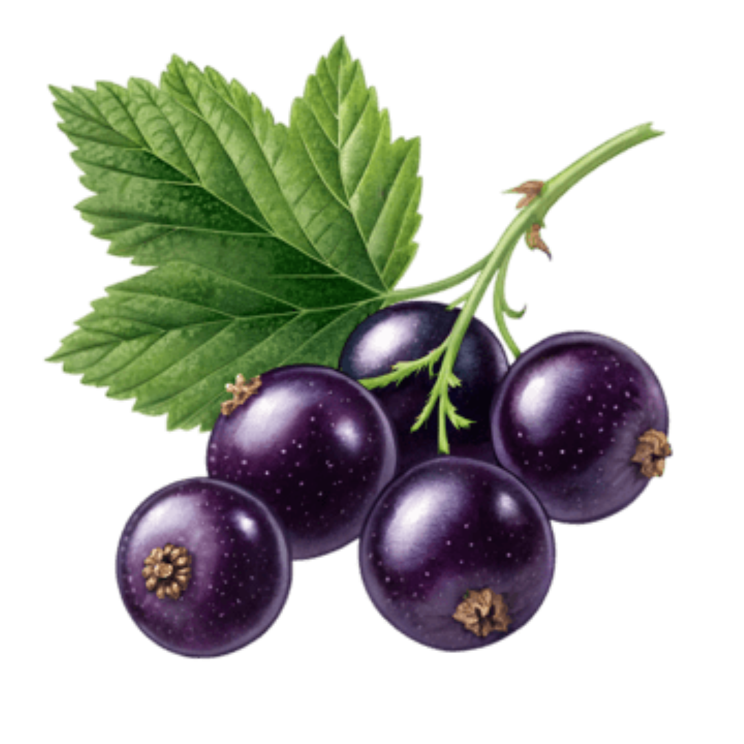 ZED BLACKCURRANT 39G